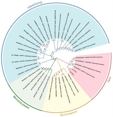 Functional characterization and transcriptional activity analysis of Dryopteris fragrans farnesyl diphosphate synthase genes